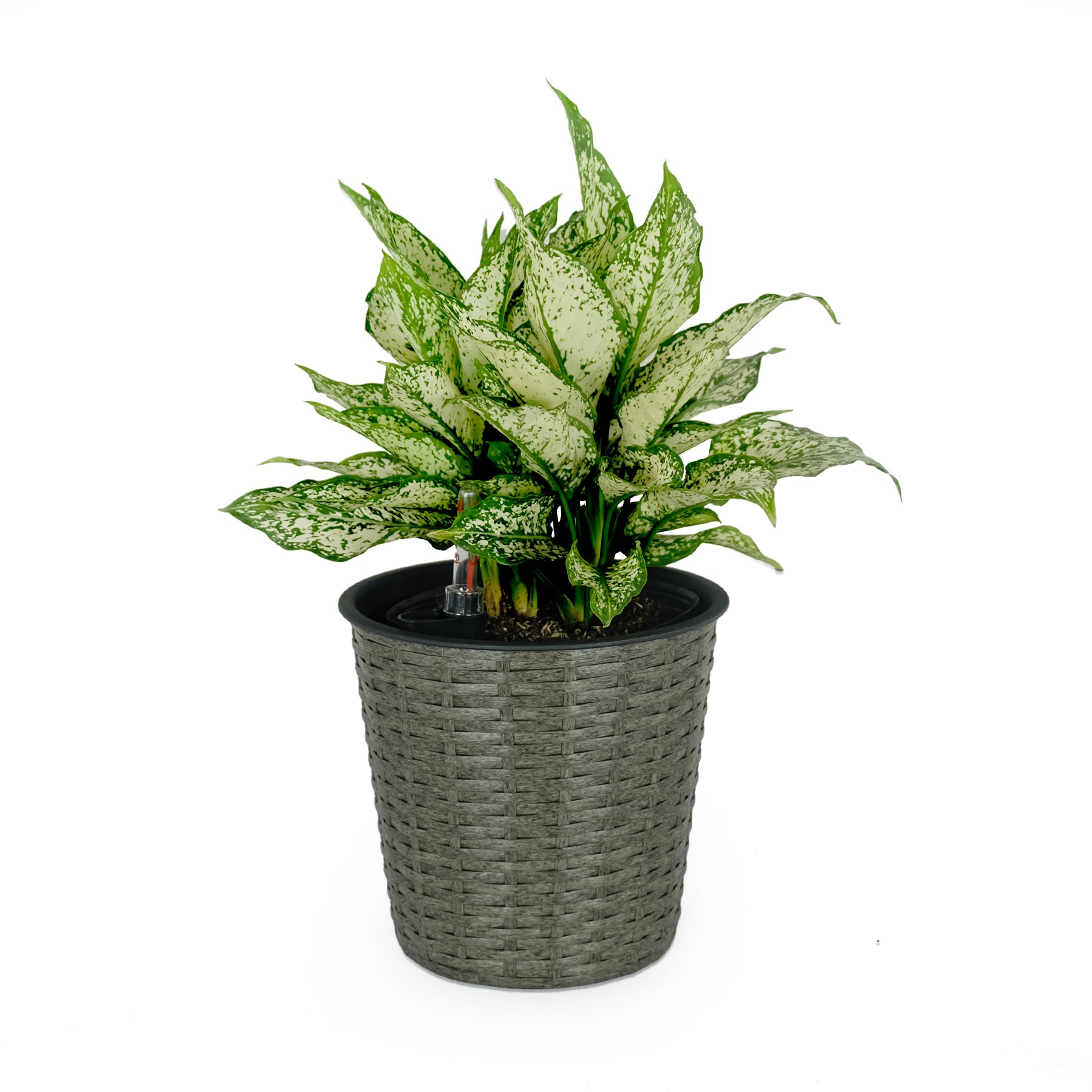 self watering wicker planter 10.2" Self Watering Wicker Decor Planter For Indoor And Outdoor Round Grey Gray Plastic Rattan