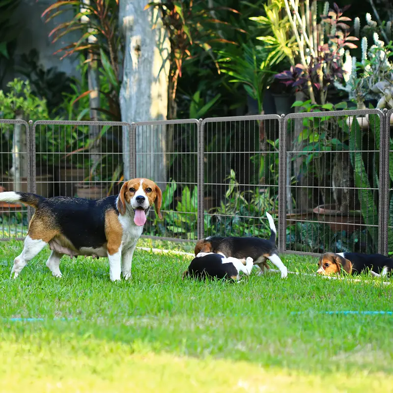 16 Panels Dog Playpen For Outdoor,Yard,Camping,24"Height Dog Fence With 2 Doors. Black Steel