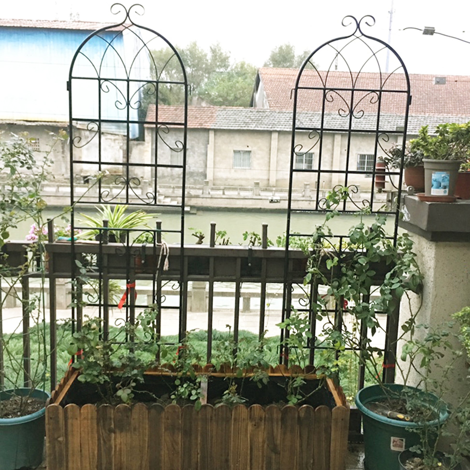 are metal trellis bad for plants 4 Pack Metal Garden Trellis 71" X 19.7" Rustproof Trellis For Climbing