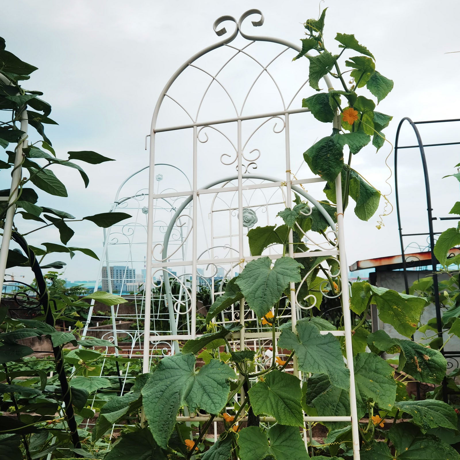 garden trellis for climbing plants outdoor 4 Pack Metal Garden Trellis 86.7" X 19.7" Rustproof Trellis For Climbing Plants Outdoor Flower Support Cream White Cream White Garden & Outdoor Iron
