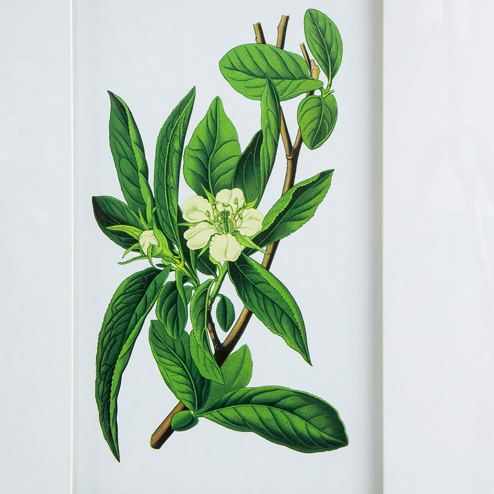 Set of 4 Botanical Flower Wall Art, Home Decor