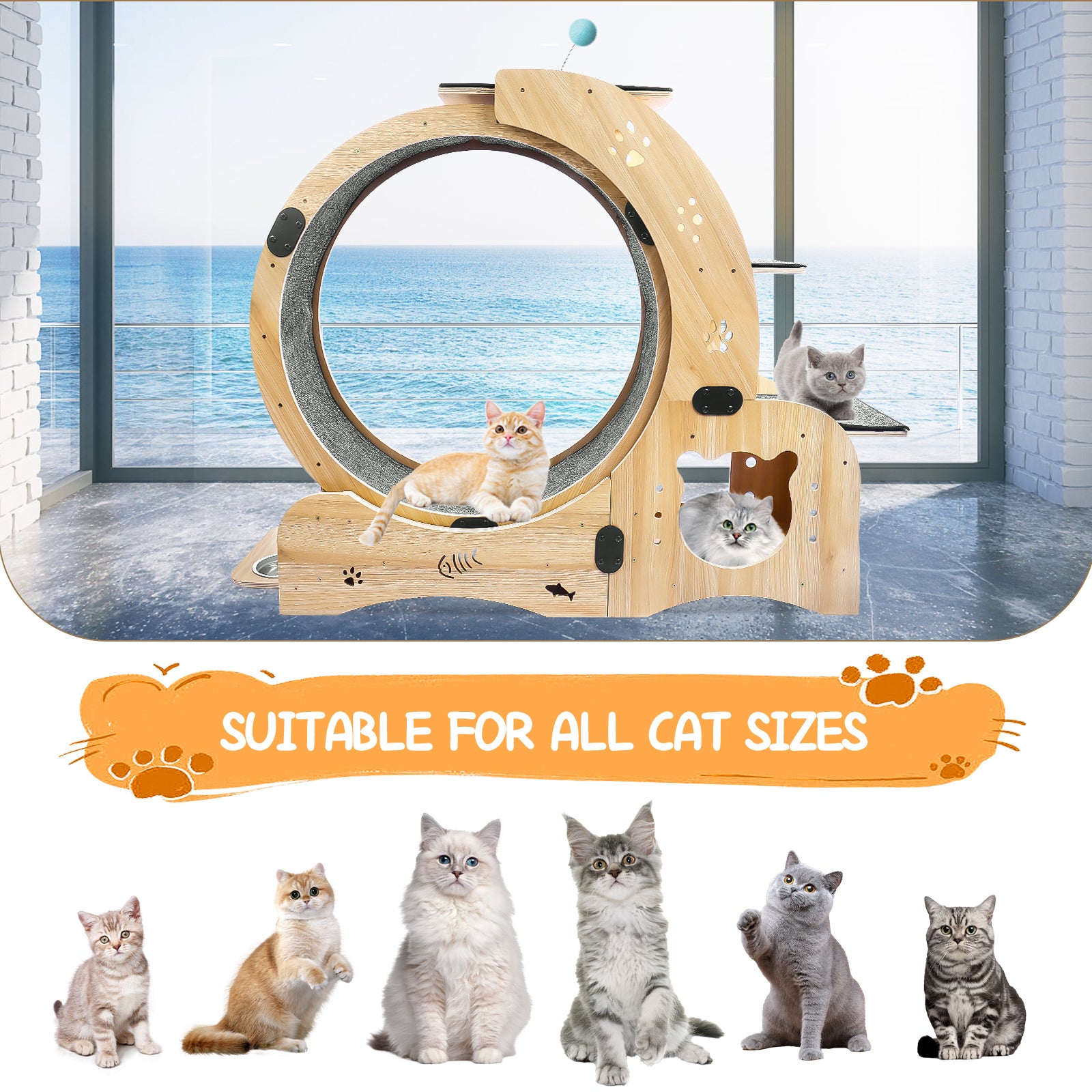 Exercise Wheel Cats Large Cat Exercise Wheel Cat Treadmill Cat