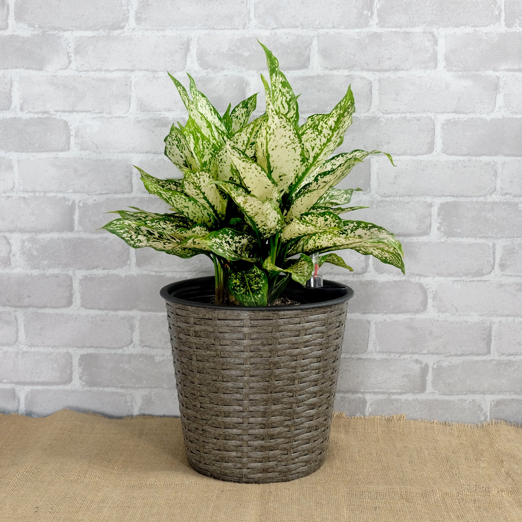 self watering wicker planter 10.2" Self Watering Wicker Decor Planter For Indoor And Outdoor Round Grey Gray Plastic Rattan