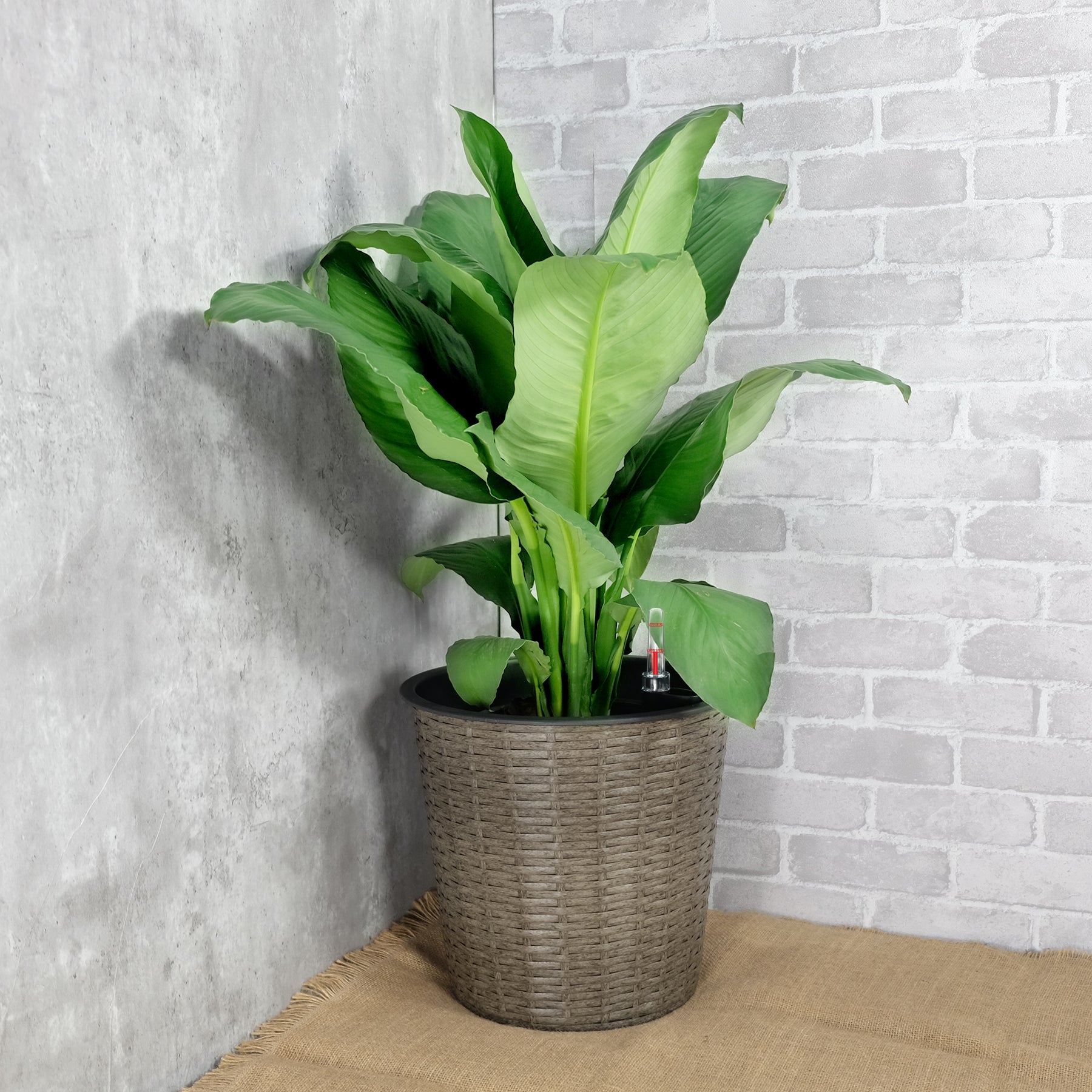 13.4" Self Watering Wicker Decor Planter For Indoor And Outdoor Round Natural Natural Plastic Rattan