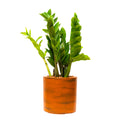 7.8 In. Painted Plastic Self Watering Planter Pot Dark Brown Abs