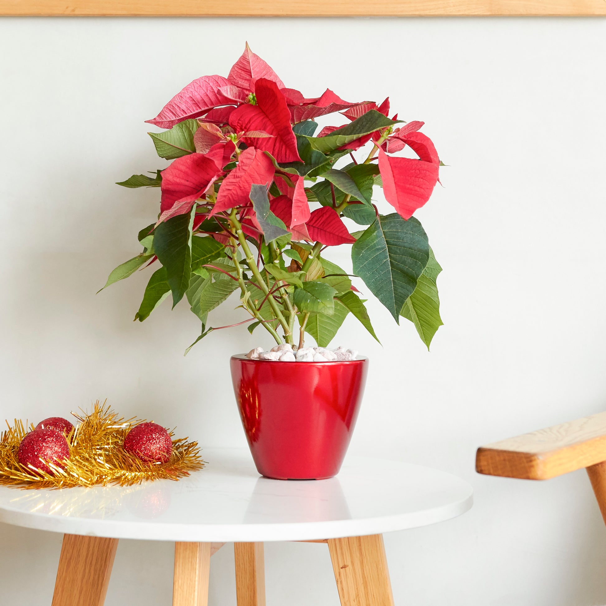 red indoor planter 2 Pack Smart Self Watering Planter Pot For Indoor And Outdoor Red Roun