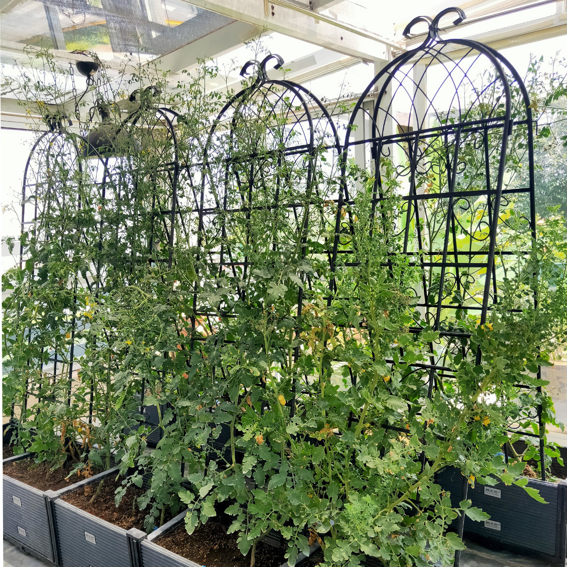 are metal trellis bad for plants 4 Pack Metal Garden Trellis 71" X 19.7" Rustproof Trellis For Climbing