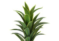 Artificial Plant, 47